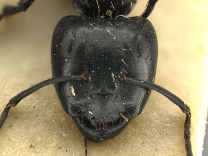 File:Camponotus-vividus-cato-MCZ001H.jpg