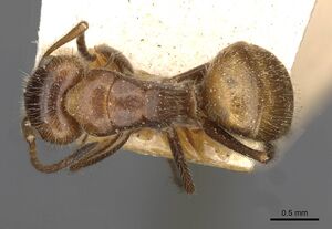 Camponotus pittieri casent0910709 d 1 high.jpg