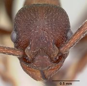 Myrmica colax casent0103400 head 1.jpg