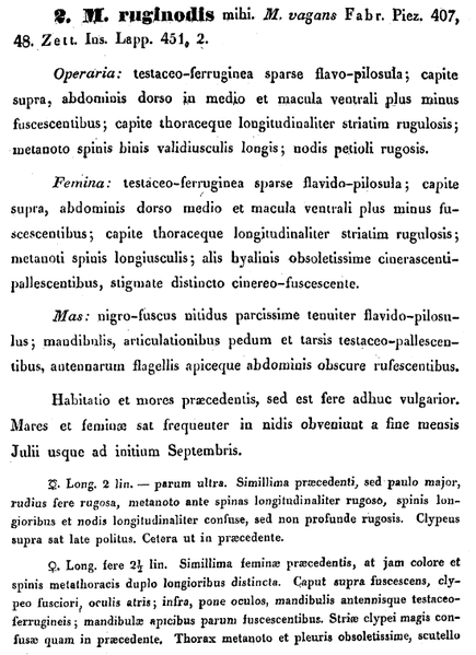 File:Nylanderia 1846 ruginodis 929.png