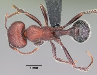 Pogonomyrmex inermis casent0102694 dorsal 1.jpg