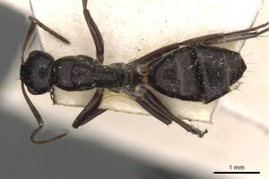 Camponotus reticulatus casent0910527 d 1 high.jpg