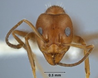 Iridomyrmex chasei ANIC32-039051 head 40-Antwiki.jpg