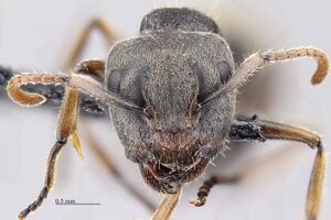 MCZ-ENT00516171 Forelophilus overbecki hef3-2.jpg