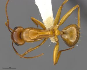 Mcz-ent00520128 Camponotus sansbaenus worker had.jpg