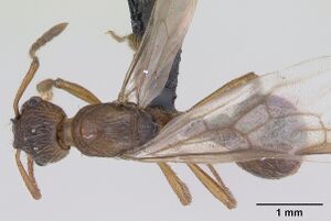 Myrmica ruginodis casent0172714 dorsal 1.jpg