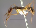 Odontomachus-papuanusL1x.jpg