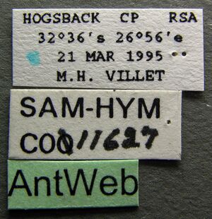 Pachycondyla wroughtonii sam-hym-c0011627b label 1.jpg