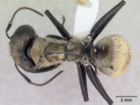 Camponotus sericeiventris casent0173450 dorsal 1.jpg