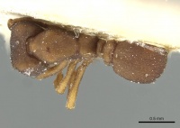 Cyphomyrmex bruchi casent0912499 d 1 high.jpg