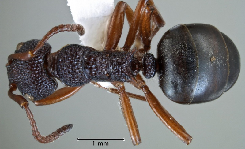 File:Dolichoderus ruficornis ANIC32-060477 top 25-Antwiki.jpg