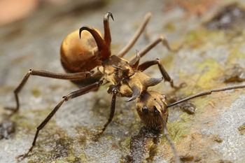 Polyrhachis, Shattuck 60905-1, Maliau Basin, Sabah.jpg