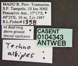 Technomyrmex albipes casent0104343 label 1.jpg