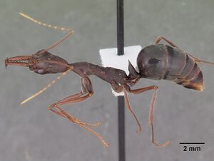 Odontomachus coquereli casent0104947 profile 1.jpg