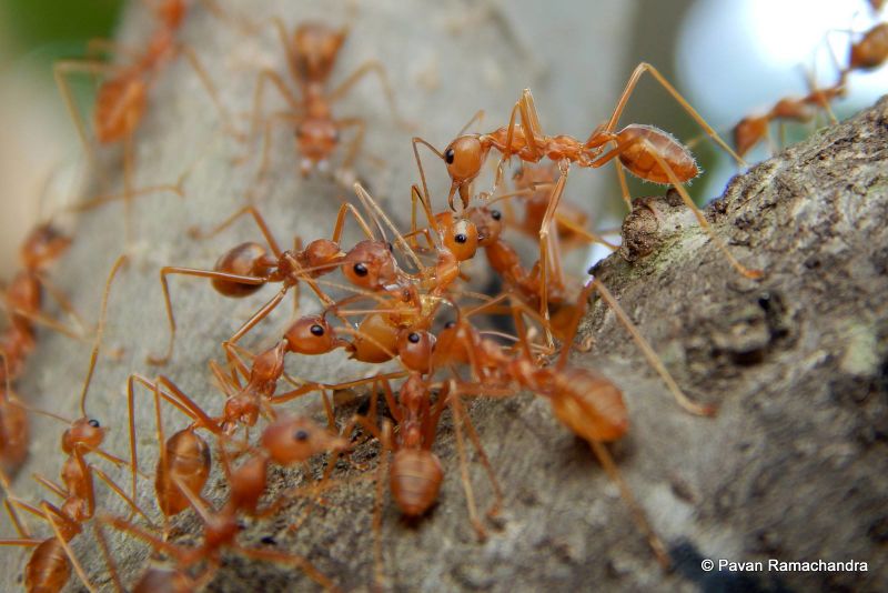 File:Oecophylla smaragdina with spider, Pavan Ramachandra.jpg