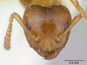 Petalomyrmex phylax casent0178512 head 1.jpg