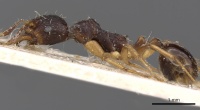 Aphaenogaster beesoni casent0900454 p 1 high.jpg