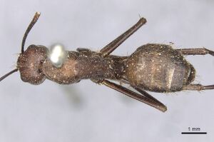 Camponotus brutus casent0910270 d 1 high.jpg