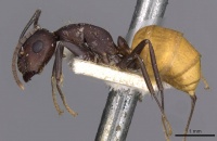 Camponotus goeldii casent0909996 p 1 high.jpg