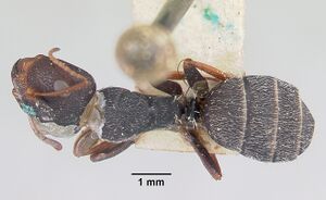 Camponotus grandidieri casent0101369 dorsal 1.jpg