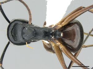 Polyrhachis equina casent0906322 d 1 high.jpg