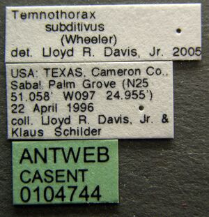 Temnothorax subditivus casent0104744 label 1.jpg