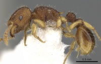 Tetramorium aptum casent0901094 p 1 high.jpg