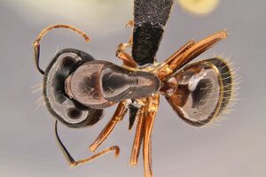 Camponotus-sansabeanus had1-6.jpg