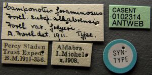 Camponotus auropubens aldabrensis casent0102314 label 1.jpg