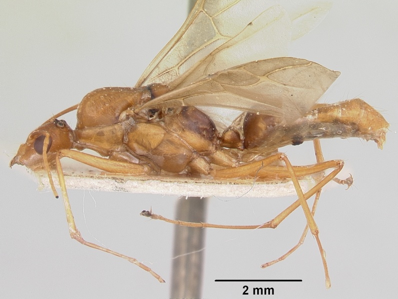 File:Camponotus hova fulvus casent0101719 profile 1.jpg