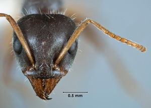 Iridomyrmex anteroinclinus head view