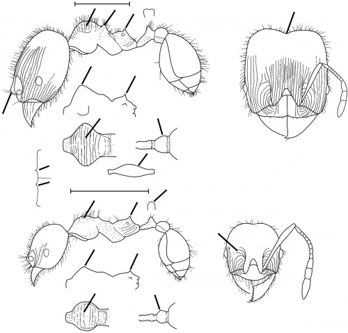 Pheidole balzani Wilson 2003.jpg