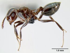 Crematogaster malala casent0140925 p 1 high.jpg