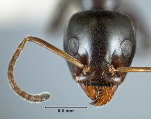 Iridomyrmex calvus head view