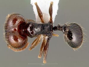 Pheidole pilifera casent0005761 dorsal 1.jpg