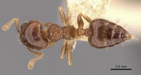 Crematogaster moelleri casent0908399 d 1 high.jpg