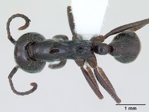 Neivamyrmex pilosus casent0173529 dorsal 1.jpg