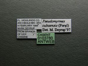 Pseudomyrmex cubaensis casent0103780 label 1.jpg