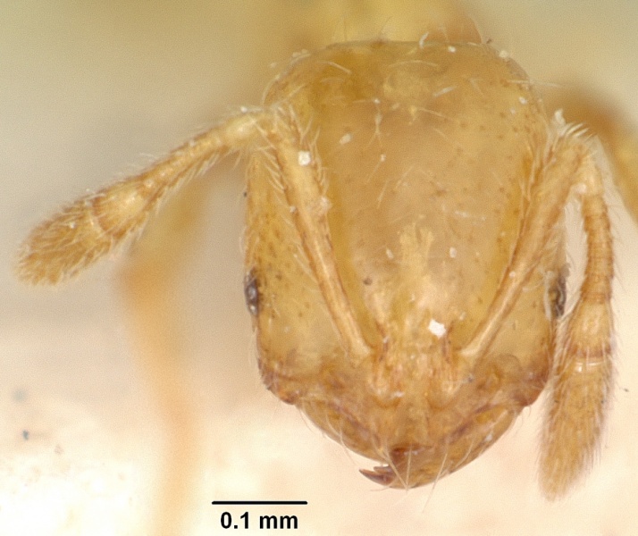 File:Solenopsis corticalis margotae casent0103207 head 1.jpg