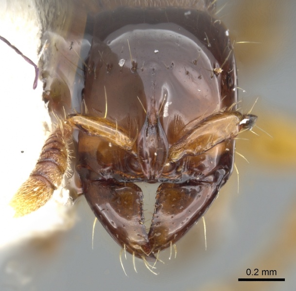 File:Acanthostichus quirozi casent0903674 h 1 high.jpg