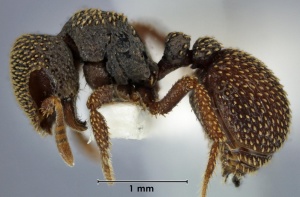 Calyptomyrmex fragarus side view