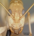 Head view