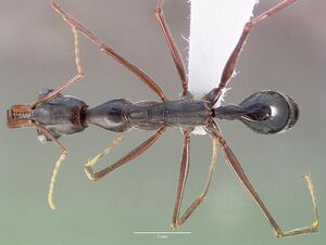 Odontomachus coquereli casent0005968 dorsal 1.jpg