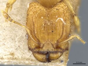 Pheidole hortensis casent0904271 h 1 high.jpg