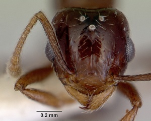 Rhoptromyrmex melleus casent0172461 head 1.jpg