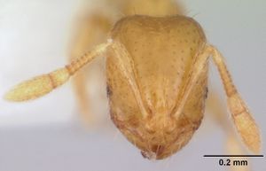 Solenopsis texana casent0104813 head 1.jpg