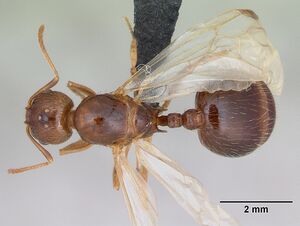 Aphaenogaster subterranea casent0173577 dorsal 1.jpg