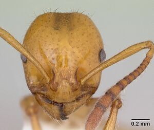 Monomorium aureorugosum casent0172919 head 1.jpg