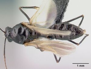 Camponotus liandia male casent0179439 d.jpg