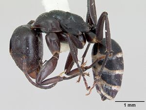 Camponotus peleliuensis casent0173099 profile 1.jpg